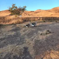 قو غاز نرماده|حیوانات مزرعه|خلخال, |دیوار