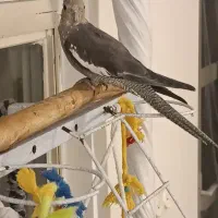 عروس هلندی نر|پرنده|تهران, جوادیه تهرانپارس|دیوار