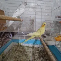 عروس هلندی|پرنده|فین, |دیوار