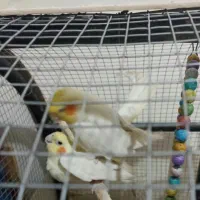 عروس هلندی کوتوله آغول پرطاووس