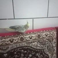 عروس هلندی دستی|پرنده|ساوه, |دیوار