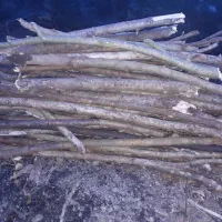 چوب هیزم|حراج|سیاهکل, |دیوار