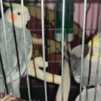 دو تا عروس هلندی