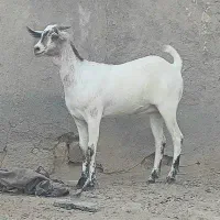 فروش گیسه جوان چاق