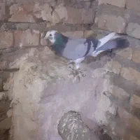 کبوتر|پرنده|خوی, |دیوار