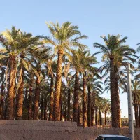 فروش ۱۷۰۰مترزمین ۵۰عدد درخت مضافتی بروات