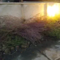 فروش جارو محلی به صورت یکجا|عمدهفروشی|بروجرد, |دیوار