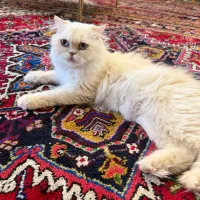 گربه پرشین