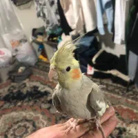 عروس هلندی|پرنده|تهران, هفده شهریور|دیوار