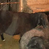 شیشک قوچ دورگ چینی|حیوانات مزرعه|آشتیان, |دیوار