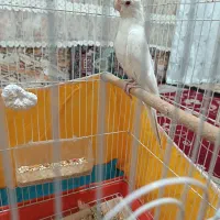 عروس هلندی آلبینو