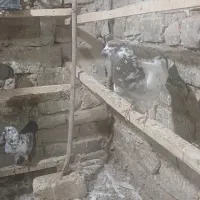 نرماده دهن خورده فروشی