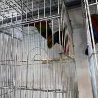 انواع طوطی لوری مولد و سخنگو|پرنده|تهران, دردشت|دیوار