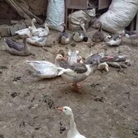 قاز نر ماده