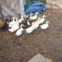 فروش فوری تعدادی اردک و بوقلمون به فروش میرسد|حیوانات مزرعه|رضوانشهر, |دیوار