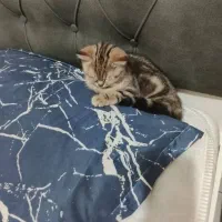 گربه اسکاتیش|گربه|تهران, مولوی|دیوار