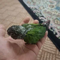 دو عدد جوجه گرینچیک