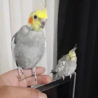 عروس هلندی جفت|پرنده|هشتگرد, مدرس|دیوار