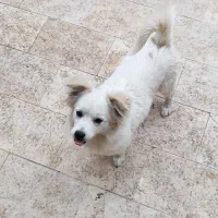پاکوتاه ماده