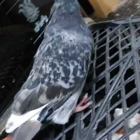 کبوتر دمیری گجله