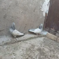 سینه ابی|پرنده|مرودشت, کناره|دیوار