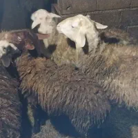 گوسفند|حیوانات مزرعه|چمستان, |دیوار