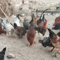 مرغ و خروس و ناردونگ و روغن زیتون|حیوانات مزرعه|دهدشت, |دیوار