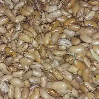 لوبیا چیتی کیلویی 280|خوردنی و آشامیدنی|قم, نیروگاه|دیوار