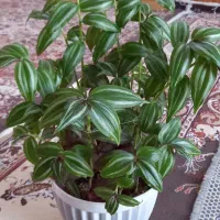 گل طبیعی|گل و گیاه طبیعی|سیلاخور, |دیوار