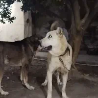 نسل برتر|سگ|کردکوی, |دیوار