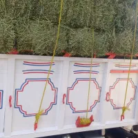 بیده درجه یک در کرمان