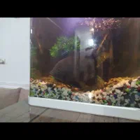 آکواریوم شیشه خمیده