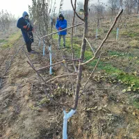 خدمات درختان میوه