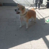 سگ آکیتا نر یکساله|سگ|تاکستان, |دیوار