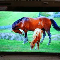 تلویزیون ال ای دی 43 اینچ دوو