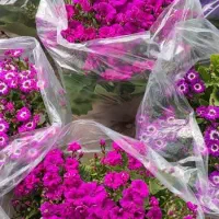 گل سینره|گل و گیاه طبیعی|ساوه, |دیوار