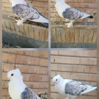 کبوتر ساتن‌  ارشینگل