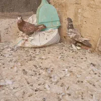 کفتر تزیینی رنگی زینتی|پرنده|قم, کیوانفر|دیوار