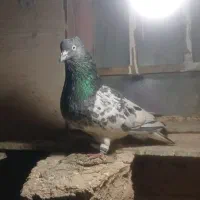 کبوتر پرشی