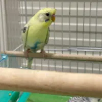 مرغ عشق نر کاکلی