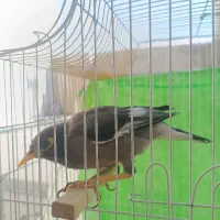 مینا بسیار باهوش و بانمک|پرنده|مشهد, امامیه (شهرک غرب)|دیوار