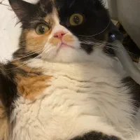 واگذاری پرشین های زیبا