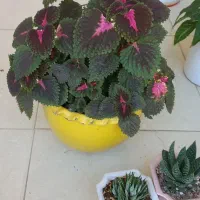 حسن یوسف زیبا