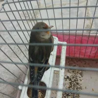 سره قناری نر|پرنده|برخوار, |دیوار