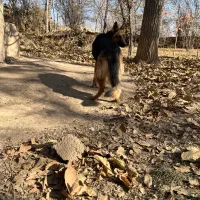 ژرمن مناسب برای باغ و ویلا|سگ|خرمدره, |دیوار