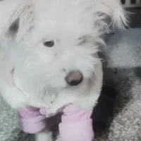 سگ شیتزو واکسن زده|سگ|مبارکه, |دیوار