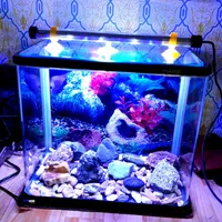 آکواریوم ماهیران شیشه خم|ماهی|الیگودرز, |دیوار