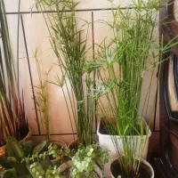 گل طبیعی|گل و گیاه طبیعی|فلاورجان, |دیوار