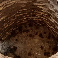 سلام سگ از تو دامداری گم شود امانت