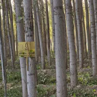 ـنـهـال صنوبر نیگرا